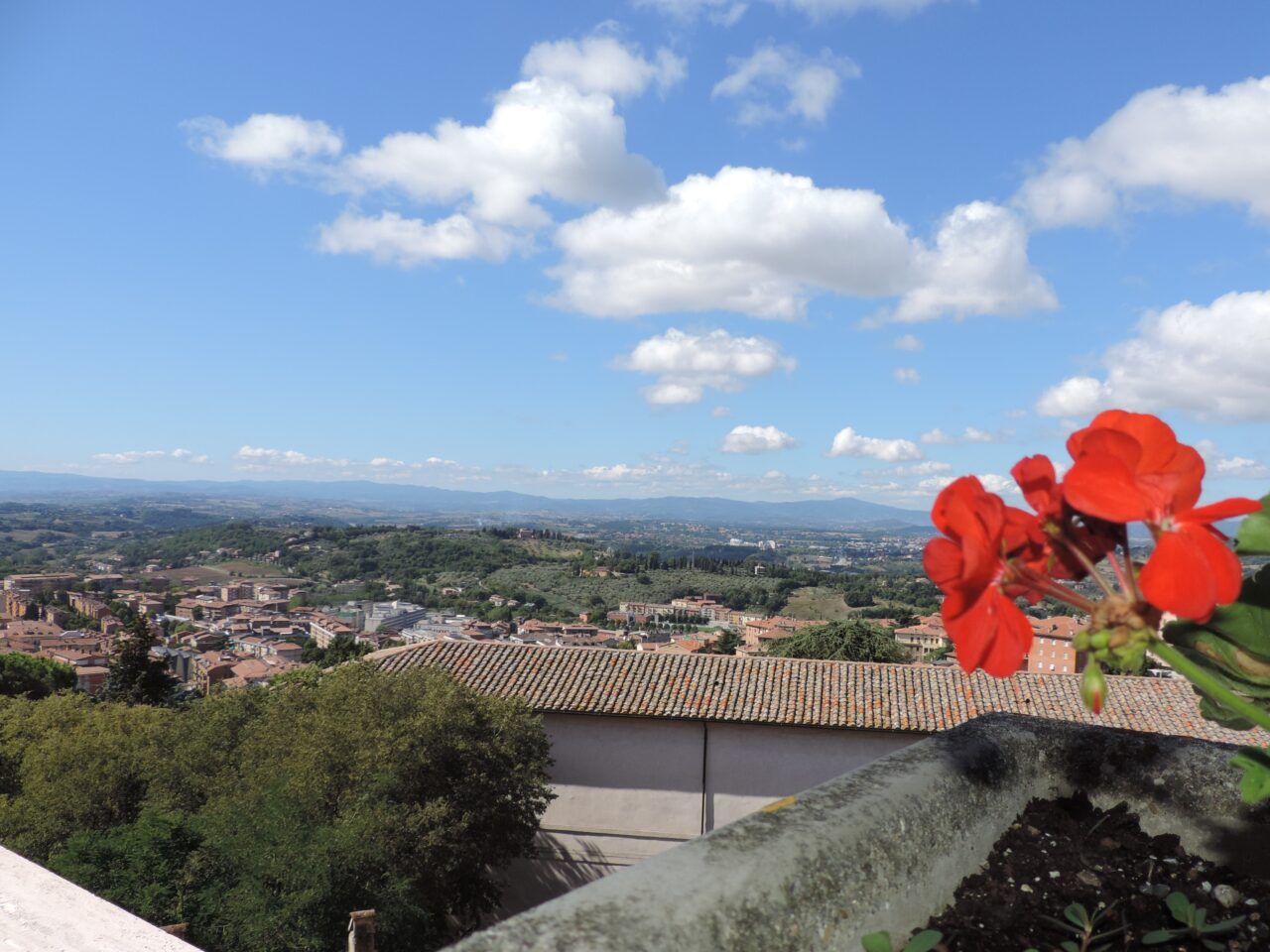 doppia Superior con terrazza 236 dettaglio fiore-panorama
